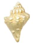 Conch Shell Knob (Antique White Finish)